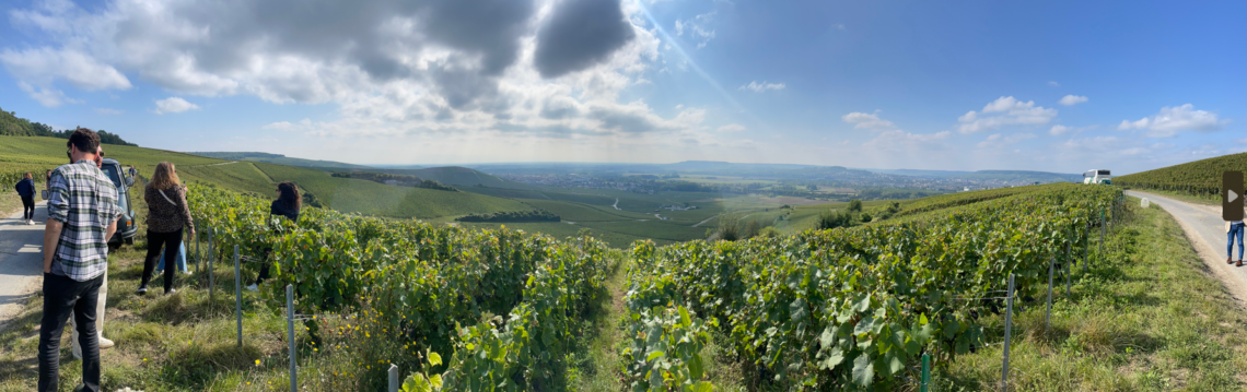 Vendanges 2024 en Champagne